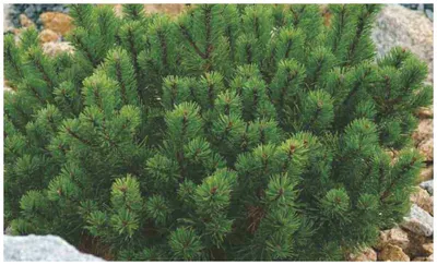 Сосна горная Пумилио (Pinus mugo Pumilio), саженец 10-20 см в горшке 9 см —  купить в интернет-магазине по низкой цене на Яндекс Маркете