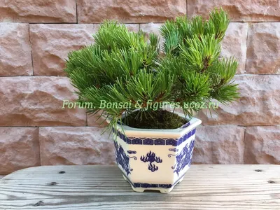 Бонсай горная сосна Пумилио Bonsai (Pinus mugo Pumilio) - Форум Бонсай и  фигурки