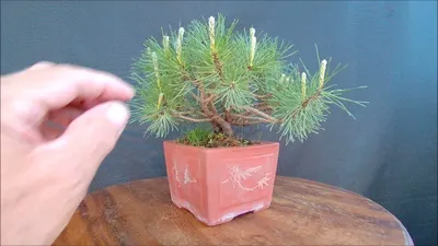 Бонсай горная сосна муго Пумилио Bonsai Pinus mugo Pumilio 2021 год весна -  YouTube