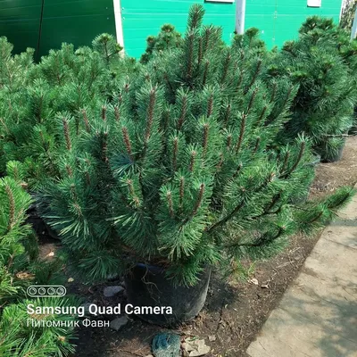 Сосна горная Пумилио | Pinus mugo Pumilio