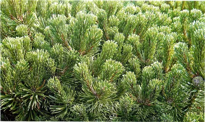 Сосна горная Пумилио (Pinus mugo Pumilio) - купить в Украине | саженцы  декоративных деревьев и кустарников оптом
