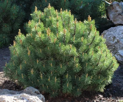 Сосна горная Муго, Пумилио Pinus mugo - Diamond Garden