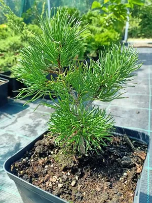 Сосна горная Пумилио \"Pinus mugo Pumilio\" P14(2л.): 240 грн. - Прочие  товары для дома Запорожье на Olx