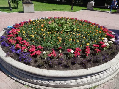 Более 550 тысяч цветов будет высажено на городские клумбы в Иркутске