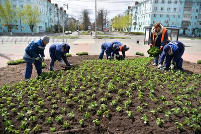 В Дзержинске начали высаживать цветы на городских клумбах | Информационное  агентство «Время Н»