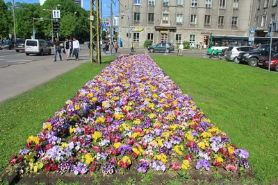 На городские клумбы высажены первые весенние цветы - Delfi RUS
