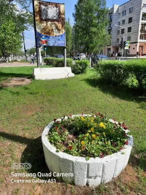 Никополь украсили цветами: как выглядят городские клумбы в центре города |  Інформатор Нікополь