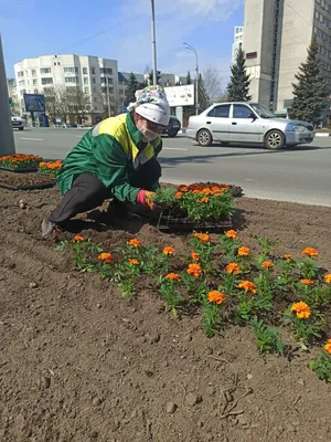 Во Владимире начали высадку однолетних растений - преобразятся городские  клумбы и стационарные инсталляции