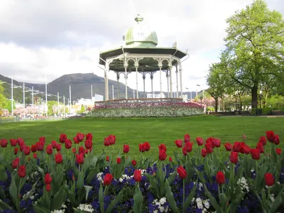 Цветы на городские клумбы высаживают в Иркутске | Новости НТС