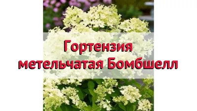 Гортензия метельчатая Бомбшелл - купить по цене от 3000 руб с доставкой по  Москве - интернет магазин Спелов