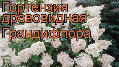 Гортензия древовидная Грандифлора (grandiflora) 🌿 обзор: как сажать,  саженцы гортензии Грандифлора - YouTube