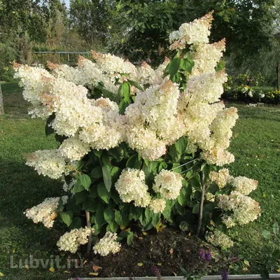 Гортензию Grandiflora (Грандифлора) можно купить недорого с доставкой в  питомнике Любвитский