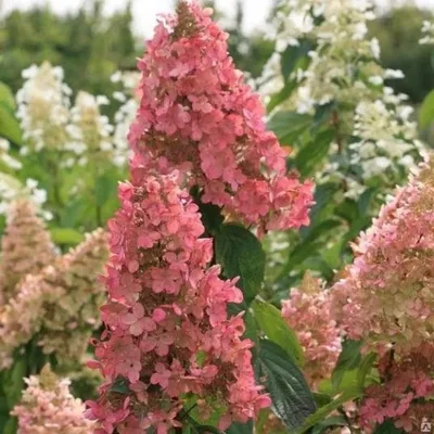 Гортензия метельчатая Долли. (Hydrangea paniculata Dolly) С7,5 5-летка.  купить в интернет-магазине ЦВІТСАД с доставкой по Украине