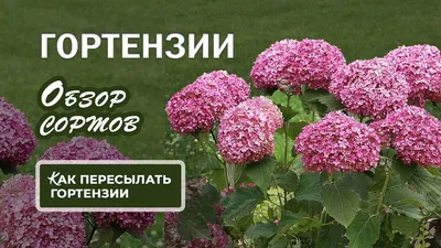 Великолепные сорта ГОРТЕНЗИЙ с подробными характеристиками. Большой обзор -  YouTube