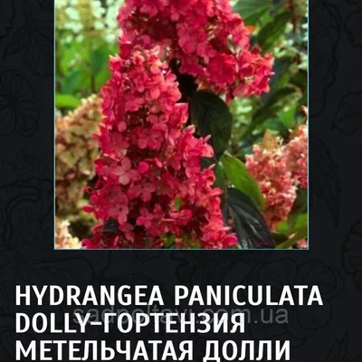 Гортензия Долли (Hydrangea paniculata Dolly) в конт.Р9: продажа, цена в  Полтаве. Саженцы декоративных деревьев и кустарников от \"Сад Полтавы\" -  1644037509