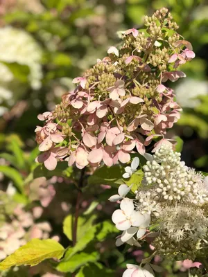 Гортензія волотиста 'Доллі' / Гортензия метельчатая 'Долли' / Hydrangea  paniculata 'Dolly' - Розсадник декоративних рослин «Зелена Бухта»