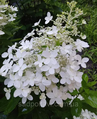 Гортензия метельчатая Долли (Hydrangea paniculata Dolly) в конт.1л  двухлетние: продажа, цена в Полтаве. Саженцы декоративных деревьев и  кустарников от \"Сад Полтавы\" - 1191774730