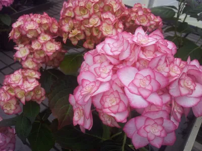 Miss Saori ® - Winnaar Best Plant Award bij de RHS Chelsea Flower Show 2015  - tuinhortensias - Van Klaveren Plant
