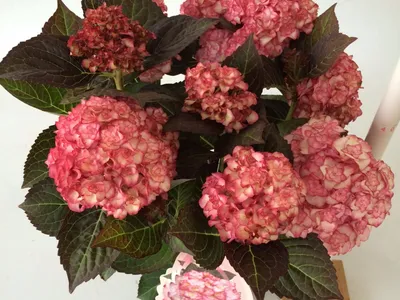 Miss Saori ® - Winnaar Best Plant Award bij de RHS Chelsea Flower Show 2015  - tuinhortensias - Van Klaveren Plant