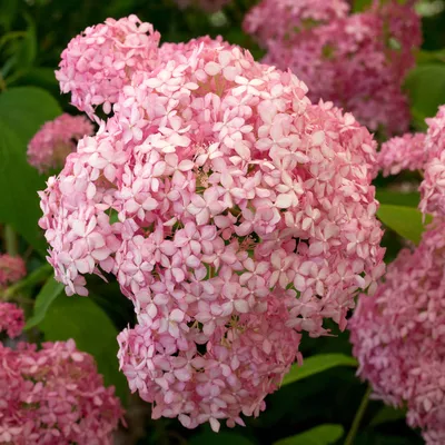 Гортензия древовидная Пинк Аннабелль (Hydrangea arborescens Pink Annabelle)  - Сад удачи, интернет-магазин садовых растений
