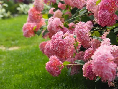 Сорта древовидной гортензии с розовыми цветками, которые не нуждаются в  укрытии. Фото — Ботаничка