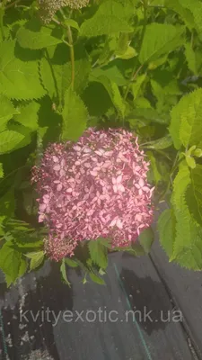 Гортензия древовидная \"Пинк Анабель\". Hydrangea arborescens \"Pink  Anabelle\"., цена 655 грн — Prom.ua (ID#1468736430)