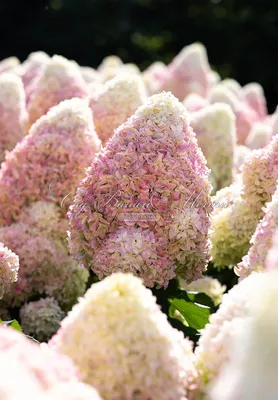 Гортензия метельчатая Summer Love | купить выгодно✵Сады-Эдема.рф –интернет  магазин растений для сада