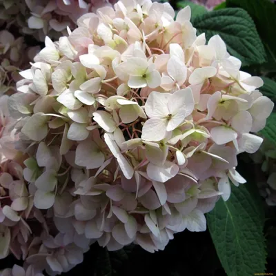 Гортензия метельчатая Саммер Лав / Hydrangea paniculata 'Living Summer  Love', контейнер 0,5 литра, цена 200 грн — Prom.ua (ID#1414321116)