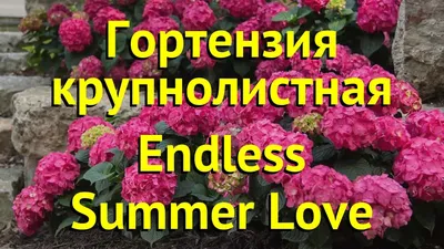 Гортензия крупнолистная Эндлесс Саммер Самер Лав Лила (Endless Summer  Summer Love Lila) купить в Киеве, цена — Greensad