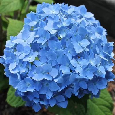 Гортензия метельчатая \"Живая Летняя Любовь» Hydrangea paniculata \"Living  Summer Love\"., цена 650 грн — Prom.ua (ID#1346468449)