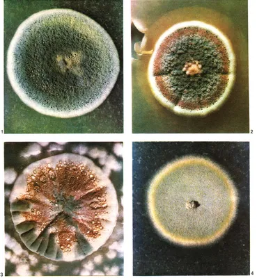 Грибок Пеницилл под микроскопом | Пикабу