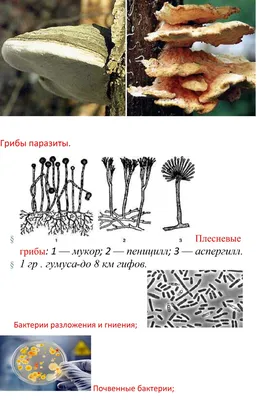 заполните таблицу, отличительные особенности плесневых грибов мукора и  пеницилла\u200b - Школьные Знания.com
