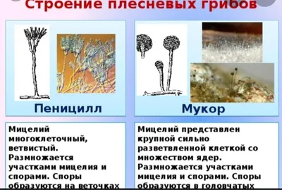 PPT - Грибы. Классификация. PowerPoint Presentation, free download -  ID:6432395