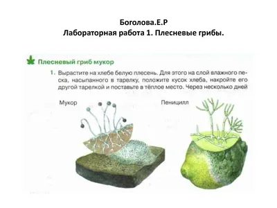 Многообразие и значение грибов • Биология, Растения и грибы • Фоксфорд  Учебник