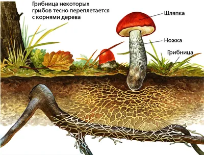 Царство грибы | Дистанционные уроки