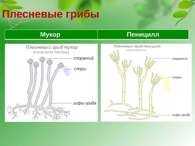 Плесневый гриб пеницилл рисунок - 62 фото