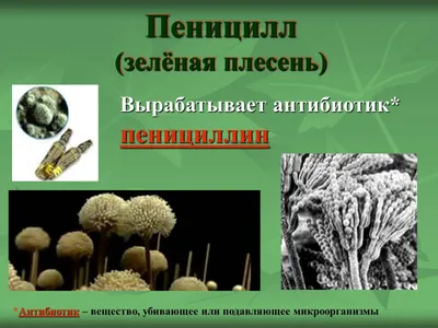 Грибы. Атлас-определитель Издательство Манн, Иванов и Фербер 13864285  купить в интернет-магазине Wildberries