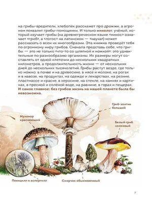 Презентація на тему Царство Грибы (варіант 3) — презентації з біології |  GDZ4YOU