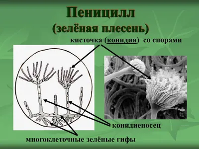 ТАЙНЫ ПОЛА Государственный Дарвиновский музей