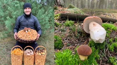 ГРИБЫ В НОЯБРЕ ?! Я ЕЩЁ ТАК НЕ СОБИРАЛ! БЕЛАРУСЬ!!! MUSHROOMS IN NOVEMBER?  REALLY! BELARUS - YouTube