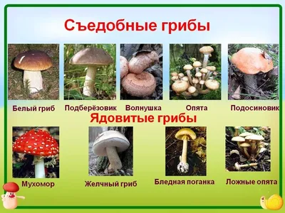 Ядовитые грибы Белгородской области - 36 фото