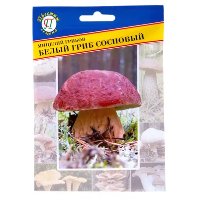 Мицелий грибов Белый гриб Сосновый в Москве – купить по низкой цене в  интернет-магазине Леруа Мерлен