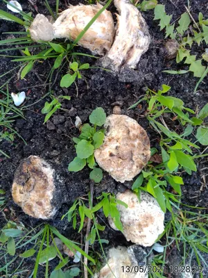 Геннадий (Белгородская область) просит распознать гриб на фото