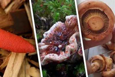 Розовые, кровоточащие, устричные: какие необычные грибы нашли за лето  жители Новосибирска - МК Новосибирск