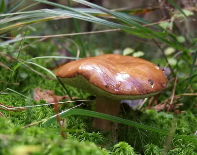 Что за грибы я нашёл в белгородском лесу?