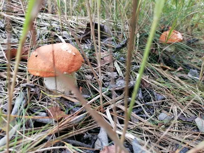 Когда проснутся грибы. Любителям «тихой охоты» в Брянской области назвали  старт сезона • Новозыбков.SU