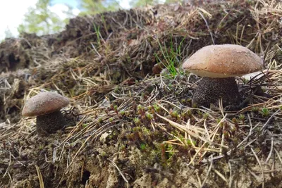 Яд на полянке: как не отравиться грибами и не спутать съедобные с опасными  - МК Ленинградская область
