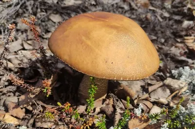 В Мурманской области северяне находят первые белые грибы | ОБЩЕСТВО | АиФ  Мурманск
