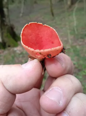 Киров | В Кировской области нашли необычные съедобные грибы - БезФормата