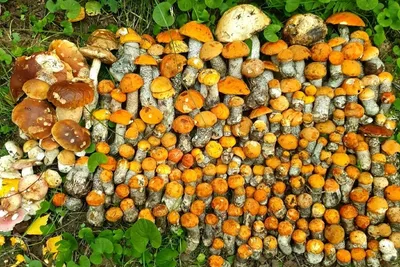 Жители Ленобласти похвастались субботним уловом грибов в лесах региона - МК  Ленинградская область